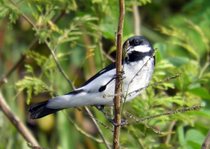 male
