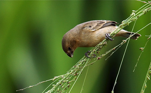 female