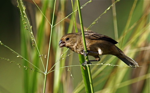 female