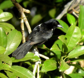 male