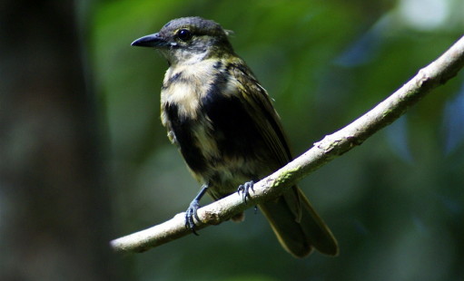 male juvenile