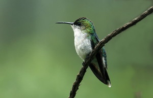 male