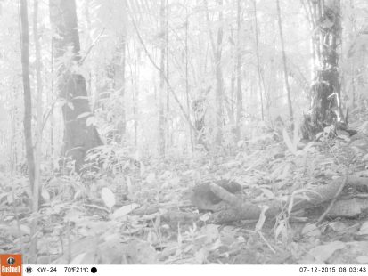 Cameratrap Kwamalasamutu