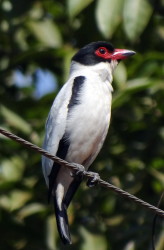 male