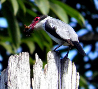 female