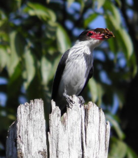 female