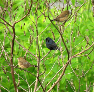 male and females