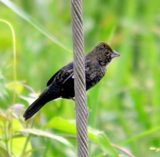 male juvenile 