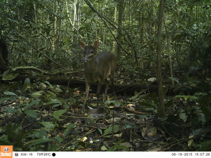 Cameratrap Kwamalasamutu