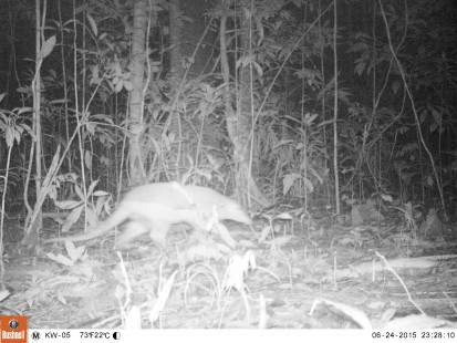 Cameratrap Kwamalasamutu