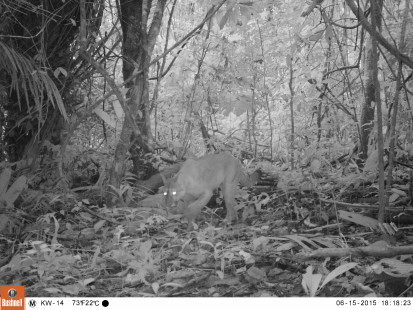 Cameratrap Kwamalasamutu