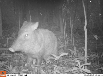 Cameratrap Kwamalasamutu