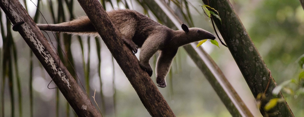 Tamandua tetradactyla