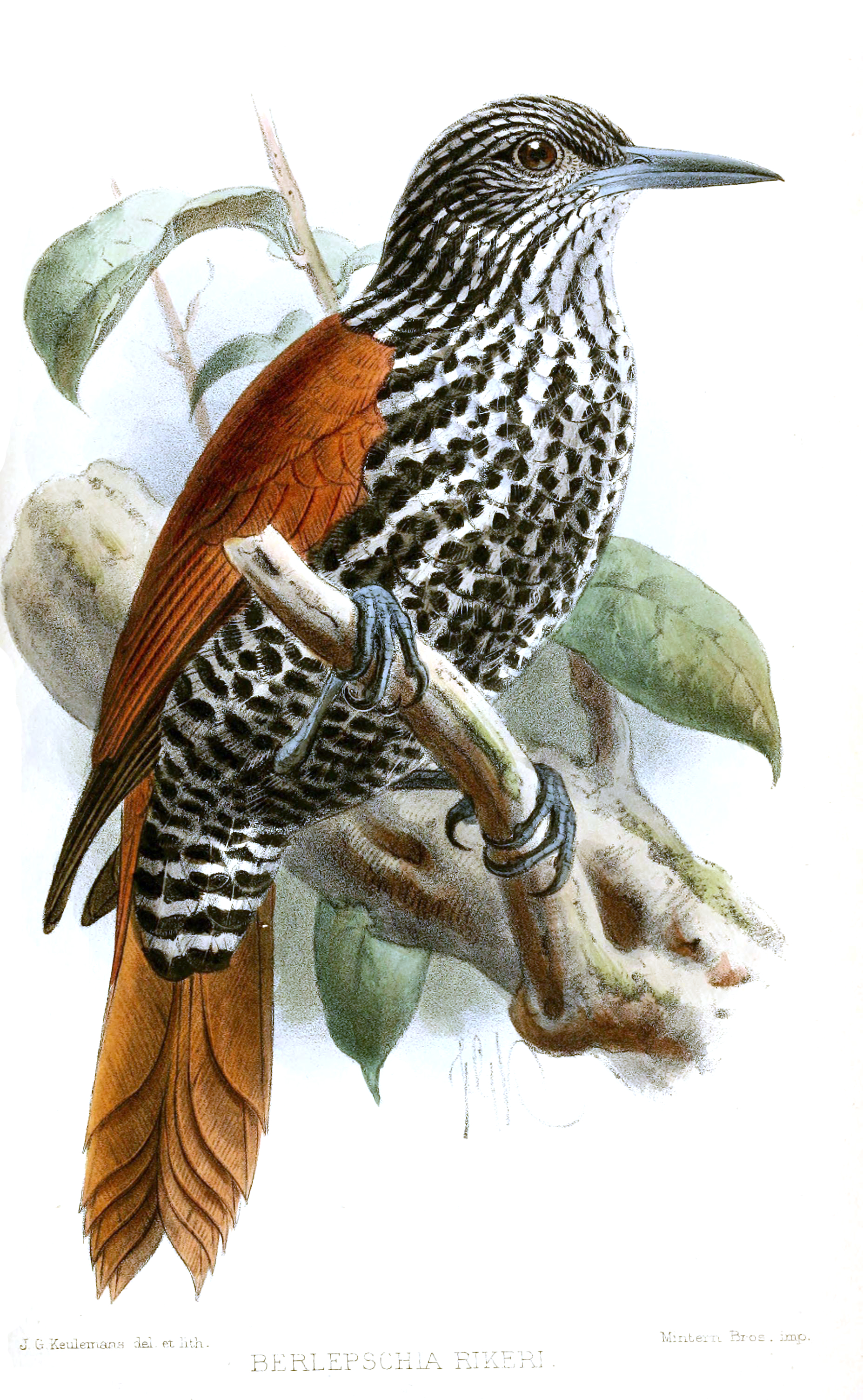 Point-tailed Palmcreeper | Biodiversity Database Suriname