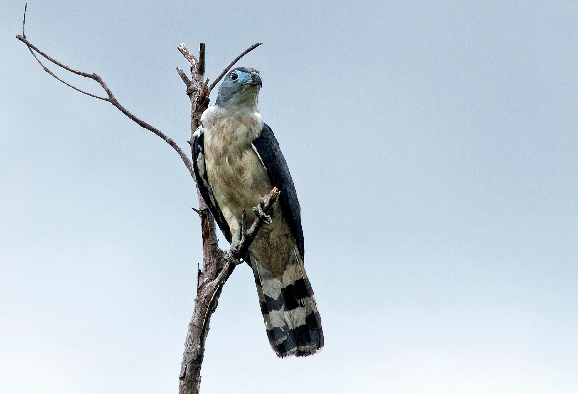 Gray-headed Kite | Biodiversity Database Suriname